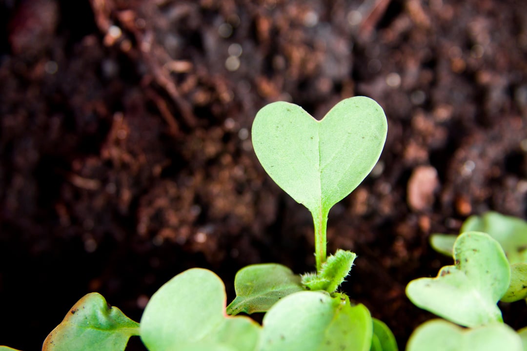 Green heart plant sprouting in garden